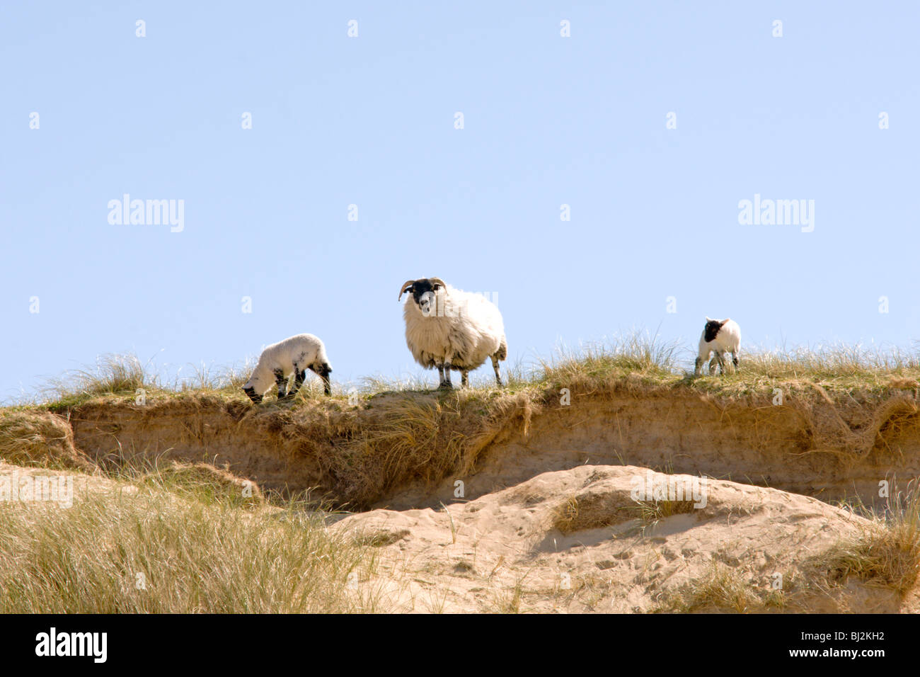 Pecore e agnelli Foto Stock