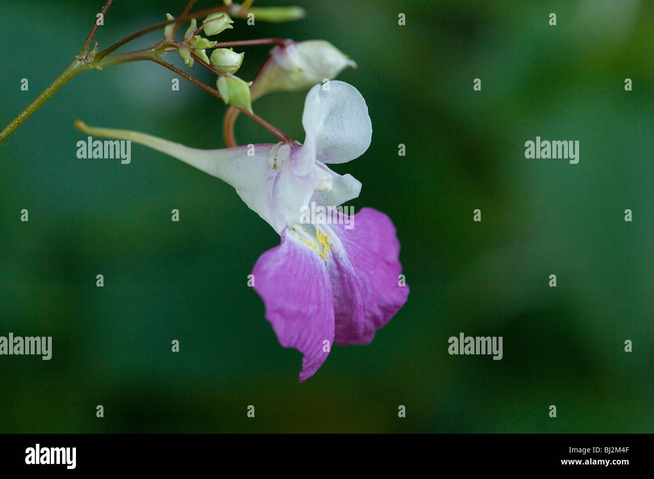 Balfour del touch me non o uomo povero orchid Impatiens balfouri, Kashmir Foto Stock