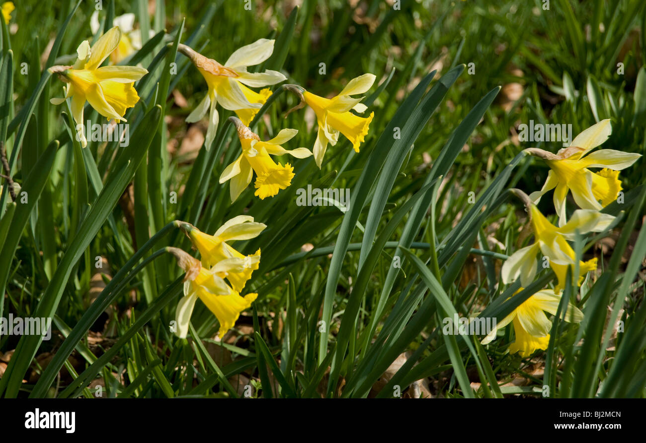 I narcisi selvatici, Narcissus pseudonarcissus Foto Stock
