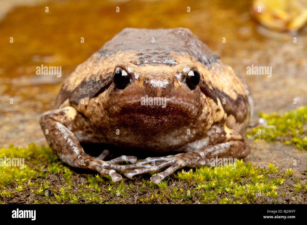 Asian Bullfrog o Chubby Rana, Kaloula pulchra Foto Stock