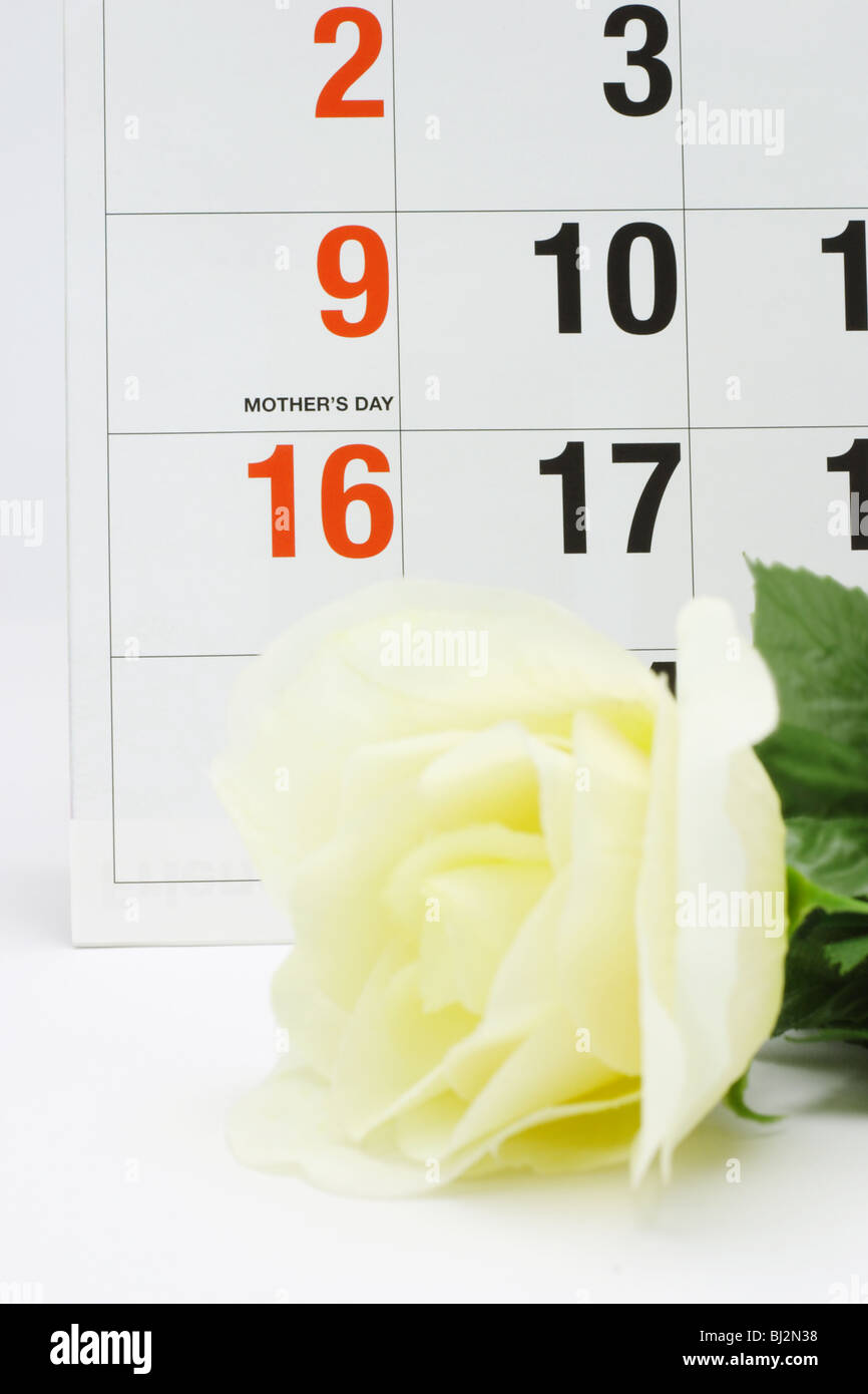 Rosa gialla e calandra pagina che mostra la giornata della madre Foto Stock