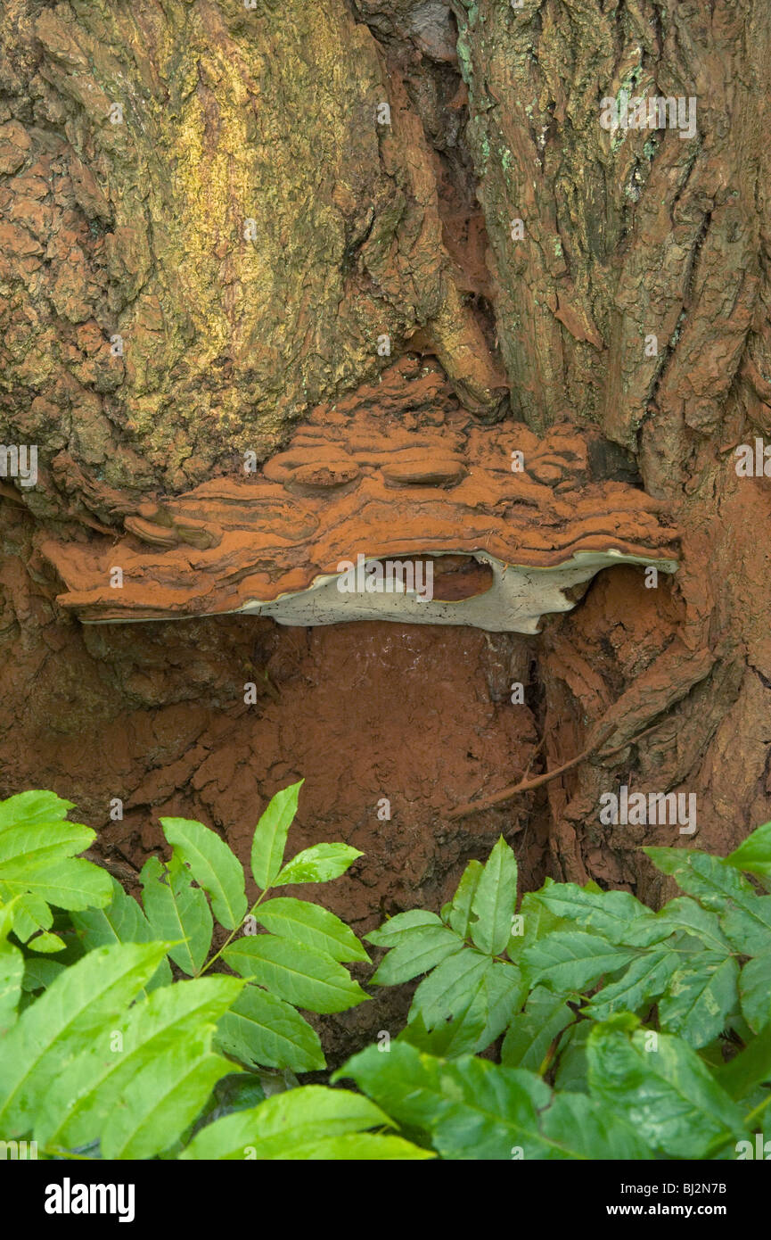 Staffa di perenne fungo Ganoderma adspersum, con cacao spore colorate, sul dado alettato caucasici, Pterocarya fraxinifolia Foto Stock