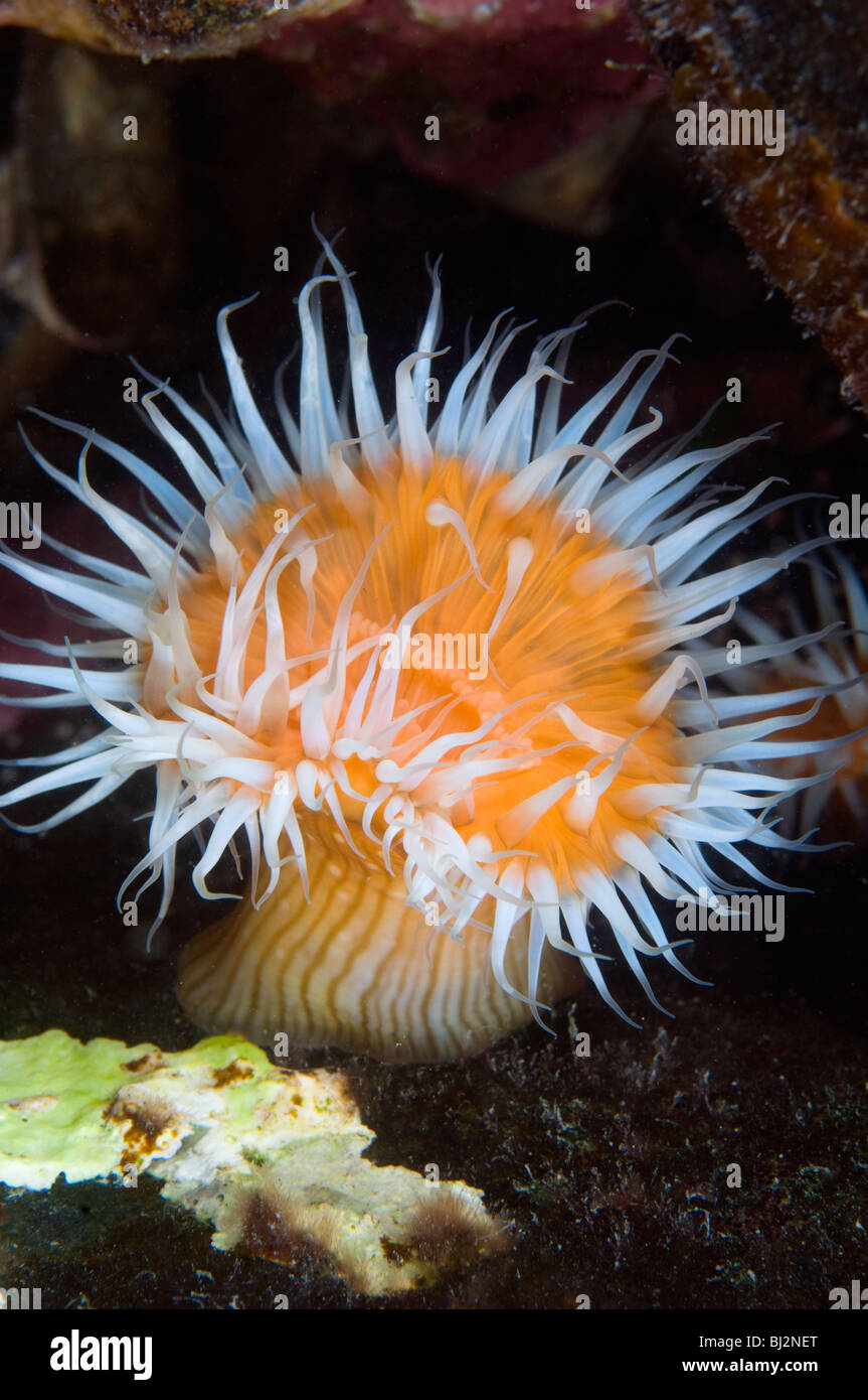 Anemone marittimo, Buff, Sud Australia. Foto Stock