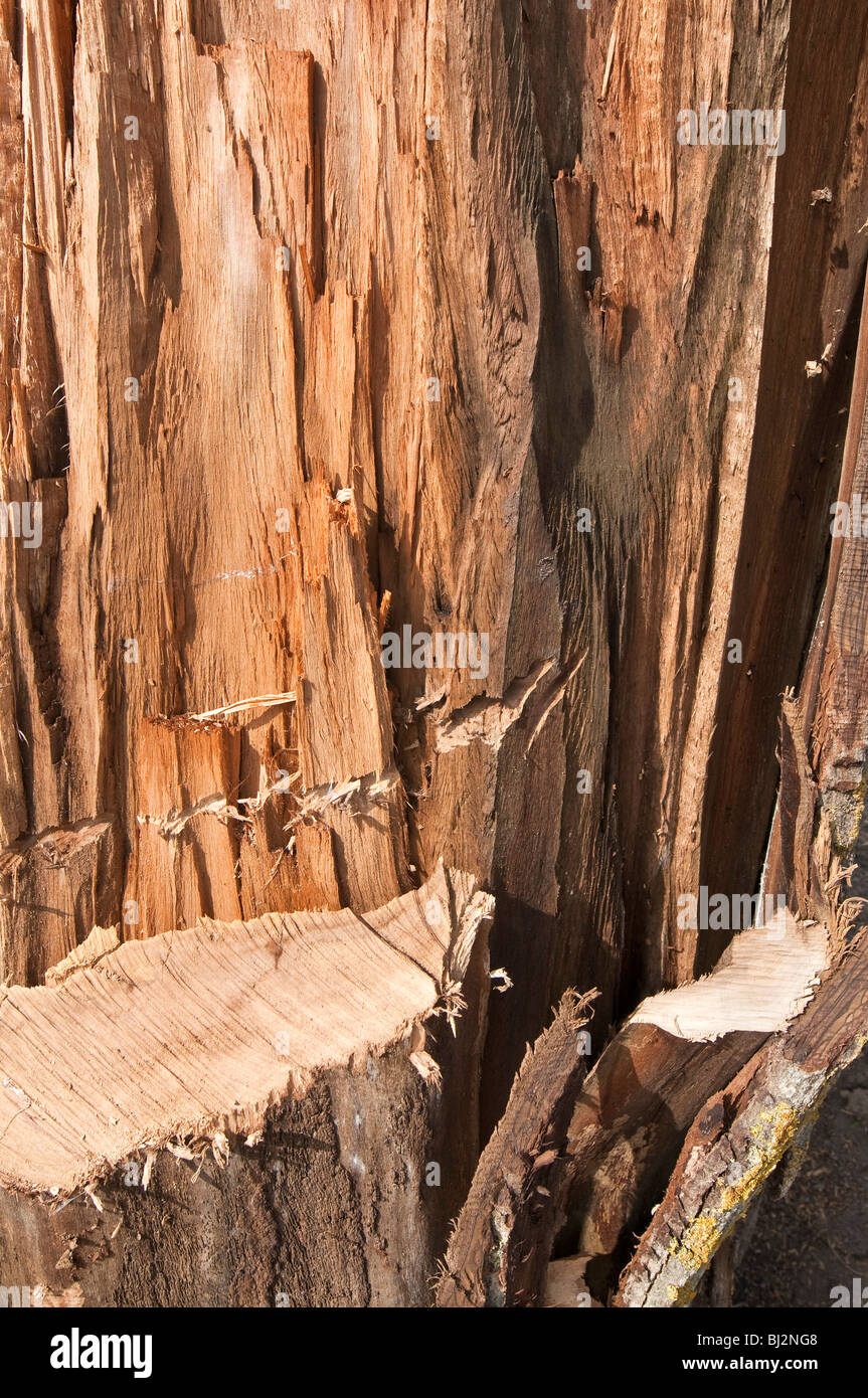 Dettaglio di tempesta danneggiato Walnut Tree trunk - sud-Touraine, Francia. Foto Stock