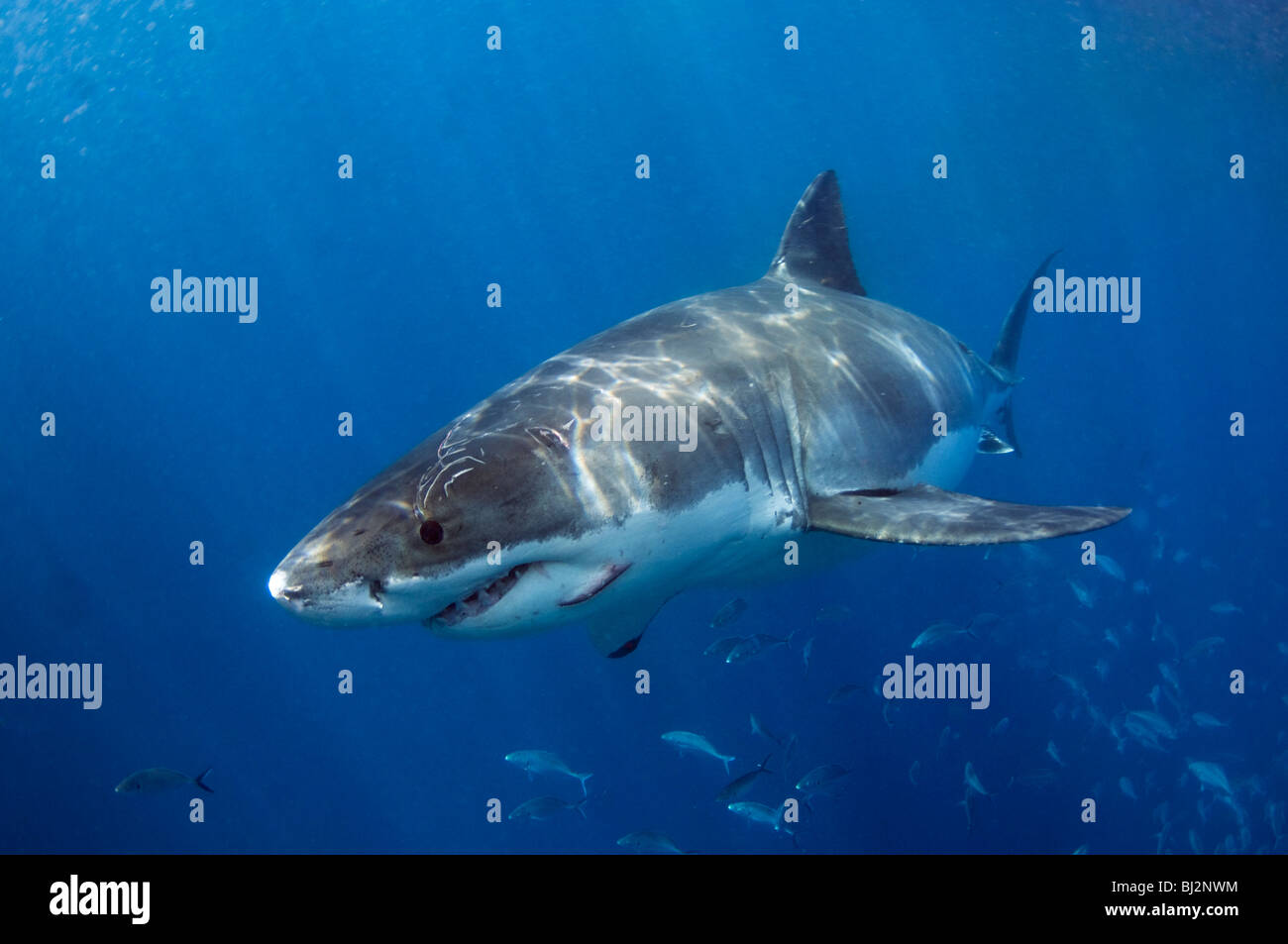 Il grande squalo bianco, Carcharodon carcharias, Isole Neptune, South Australia, Australia. Foto Stock