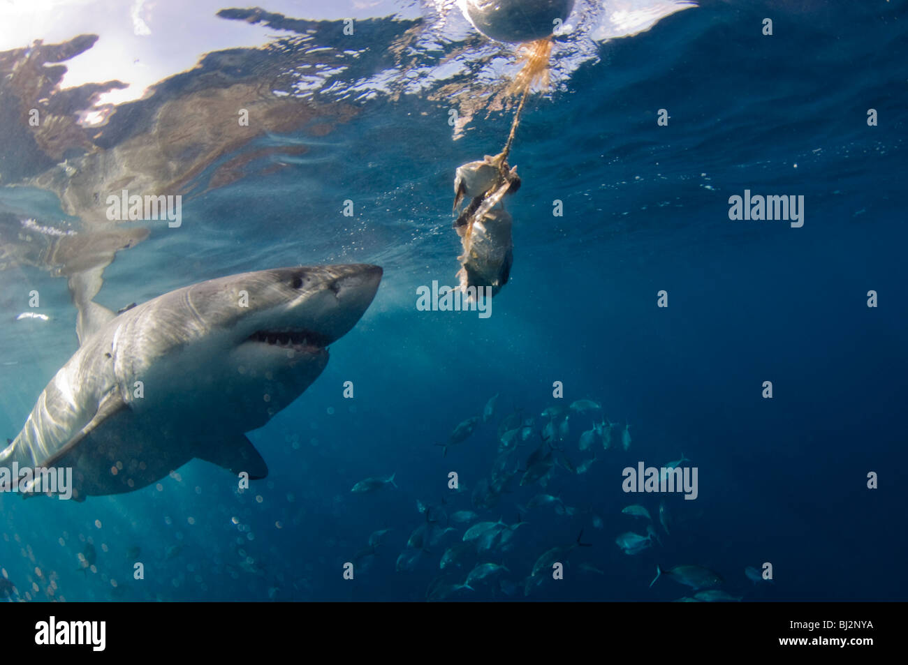 Il grande squalo bianco, Carcharodon carcharias, con linea di esche, Isole Neptune, South Australia, Australia. Foto Stock