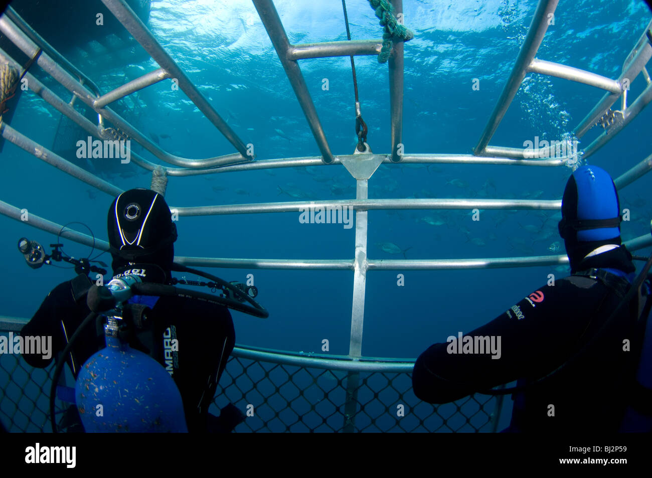I subacquei in attesa nella gabbia di squalo a fotografare i grandi squali bianchi, Isole Neptune, South Australia, Australia. Foto Stock