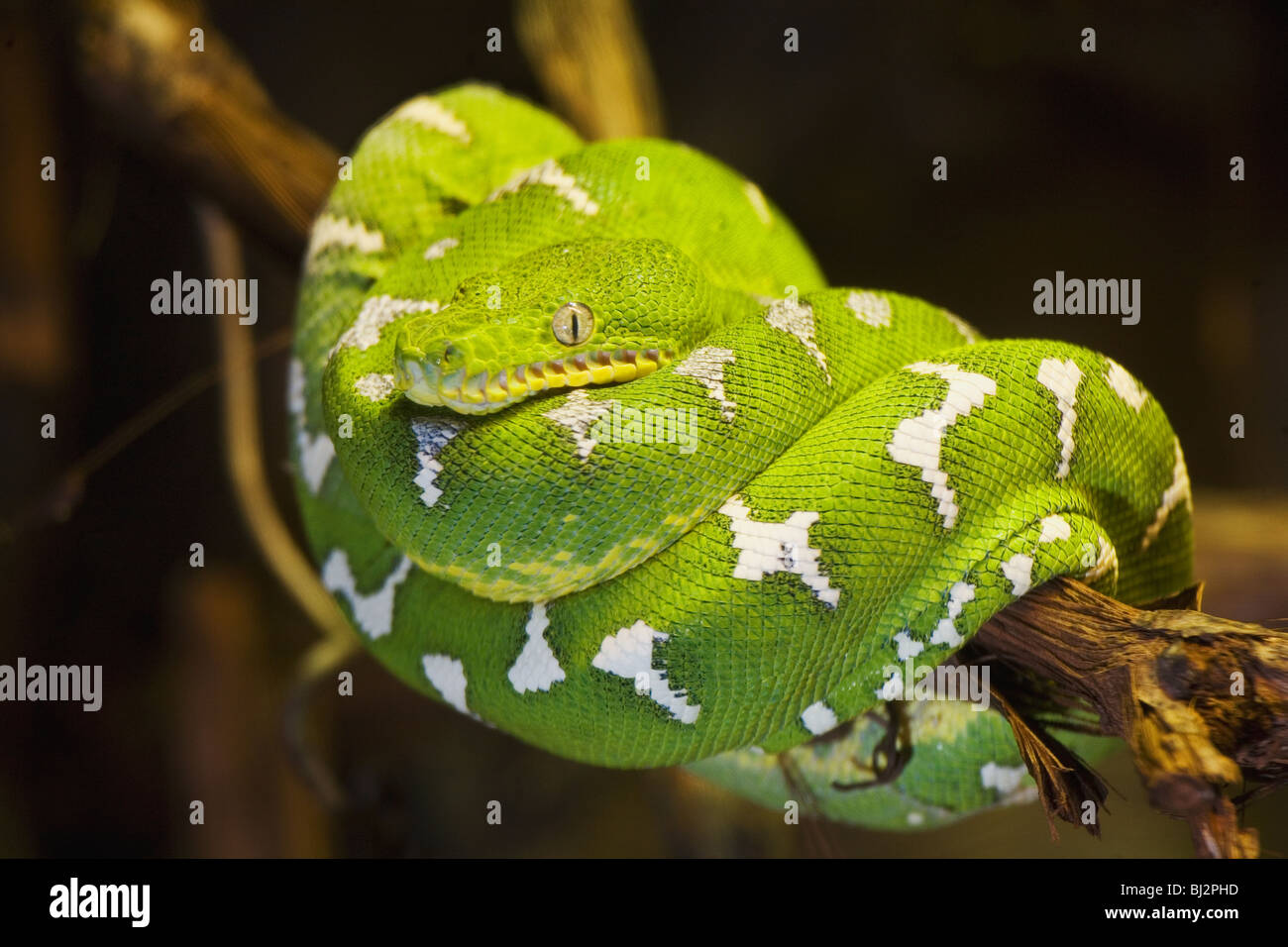 Emerald Tree Boa Foto Stock