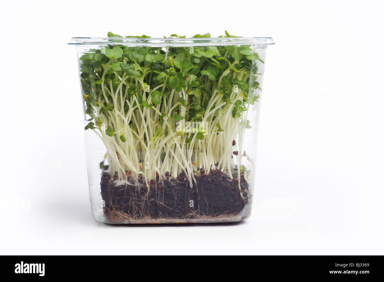 Cress verde fresco in confezione di plastica Foto Stock