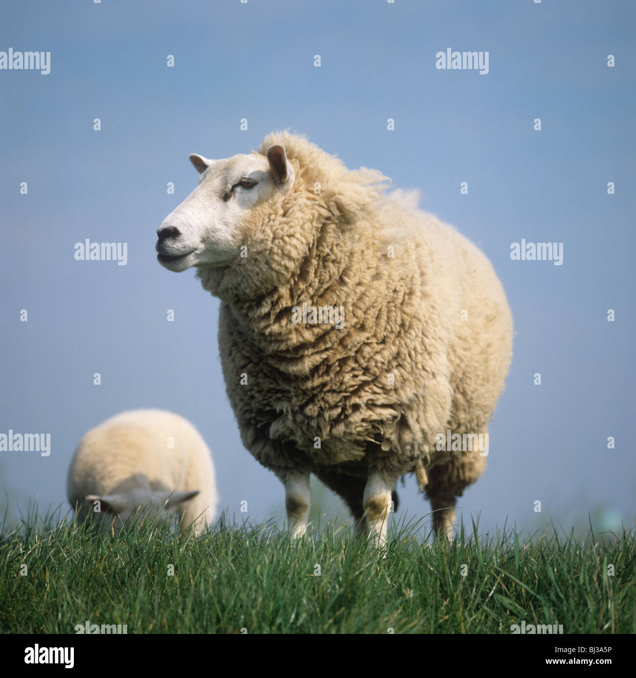 Pecora pecore sull'erba su un canale impostato banca contro il cielo, Paesi Bassi Foto Stock