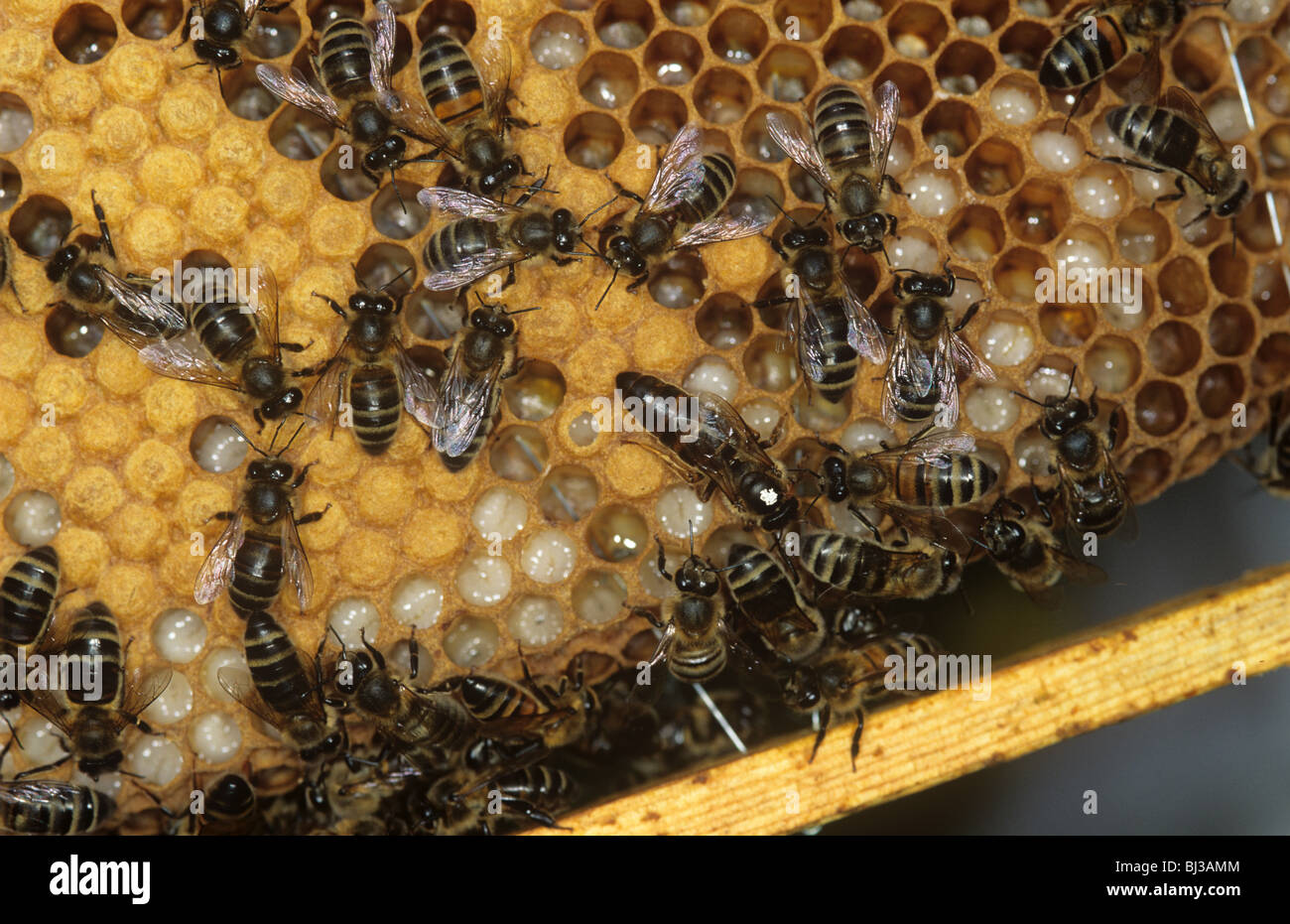Il miele delle api (Apis mellifera) queen (punto bianco) e lavoratori su alveare celle di covata Foto Stock