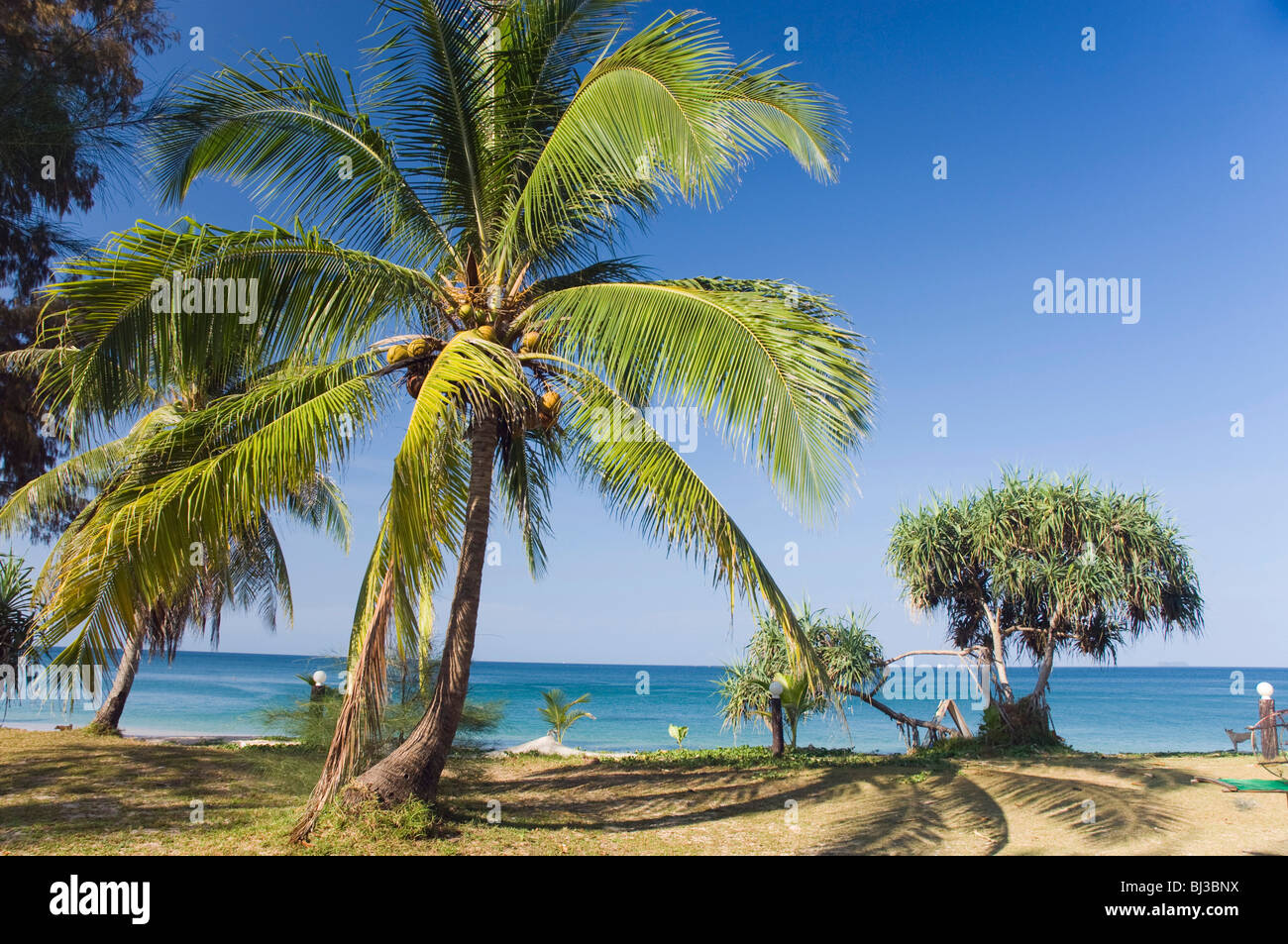 Palma da cocco, Long Beach o Phra Ae Beach, Ko Lanta o Koh Lanta island, Krabi, Thailandia, Asia Foto Stock