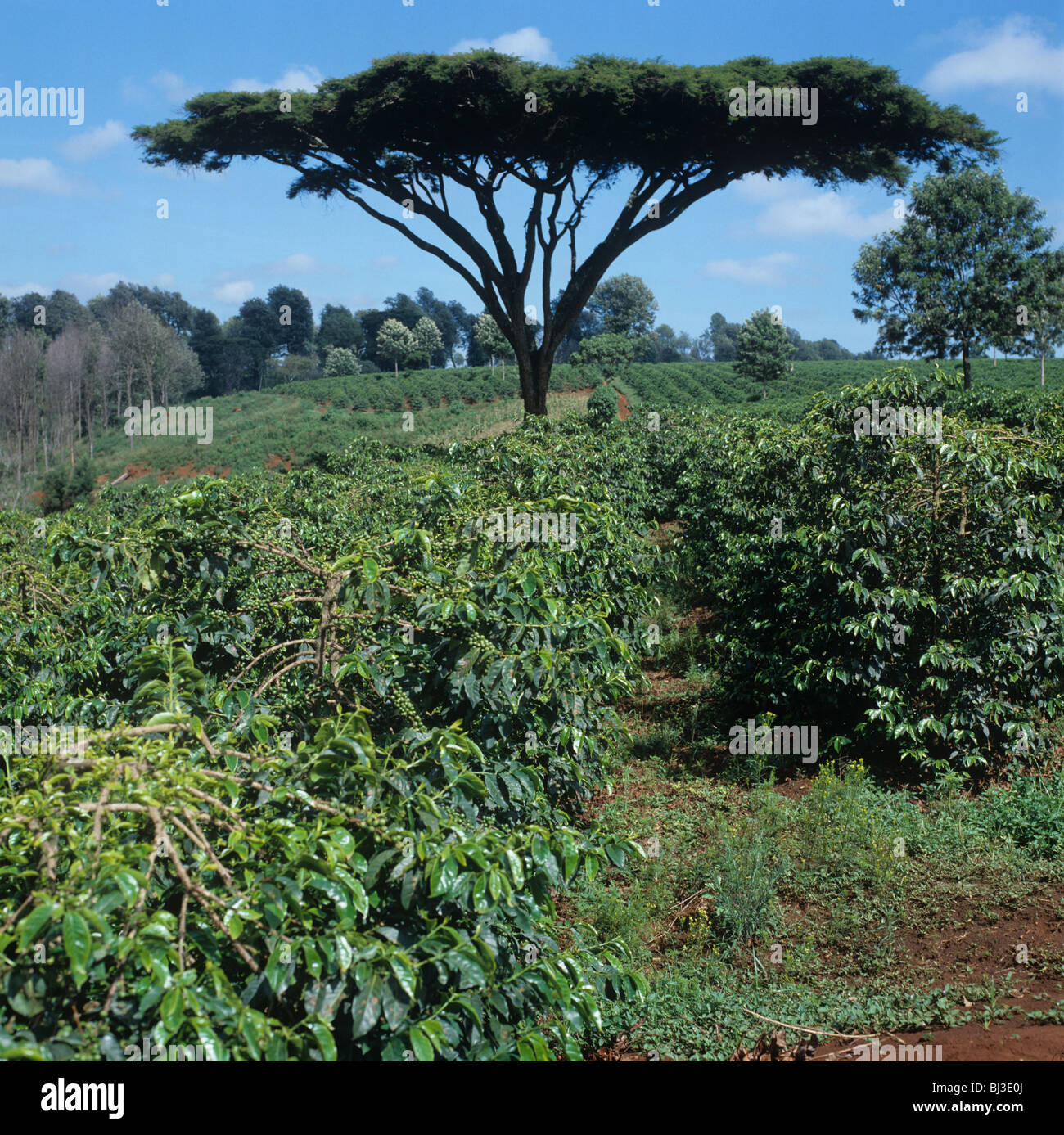 Arabica Coffee plantation con Acacia thorn tree vicino Nairobi, Kenya Foto Stock