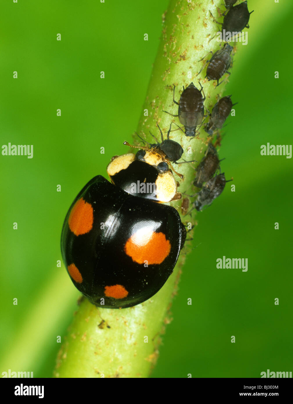 Harlequin ladybird (Harmonia axyridis) nero colore variazione con quattro macchie rosse con afidi Foto Stock