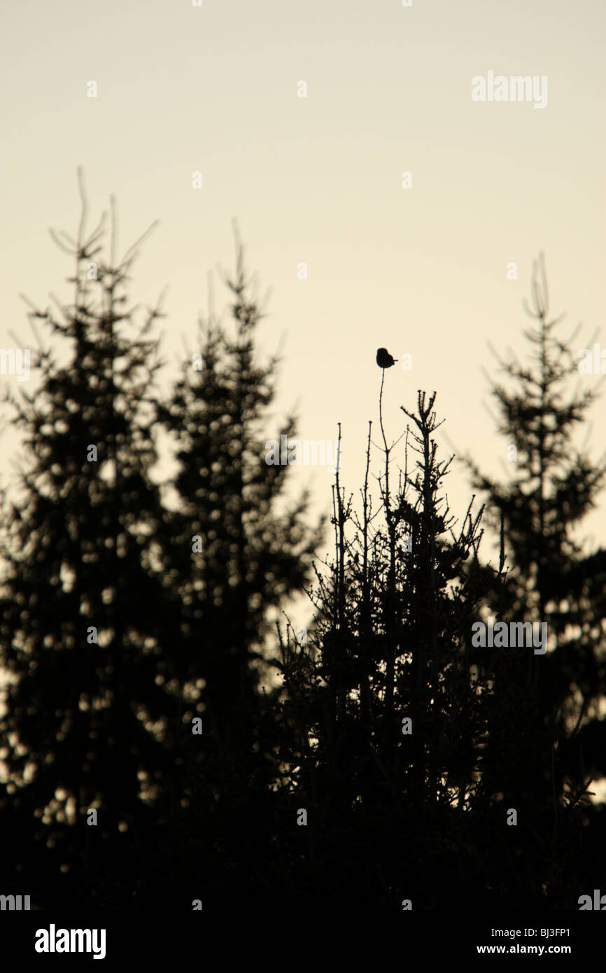 Selvatica eurasiatica gufo pigmeo (Glaucidium passerinum) Foto Stock