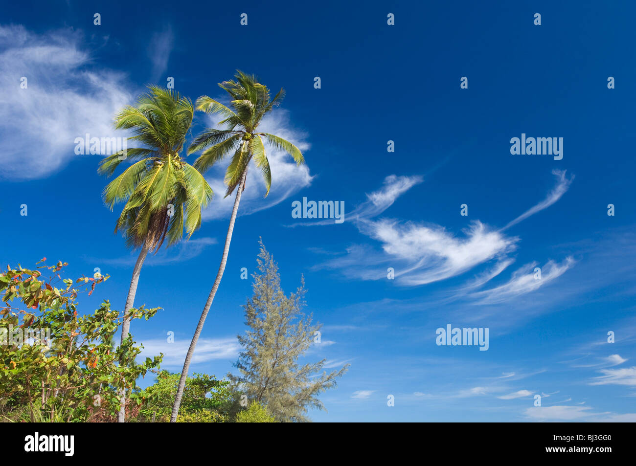 Le palme sulla spiaggia sabbiosa, Ko Hai o Koh Ngai island, Trang, Thailandia, Asia Foto Stock