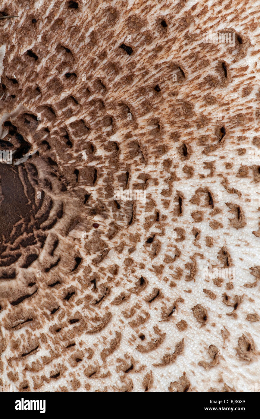 Ombrellone fungo: Macrolepiota procera. Cloe-up delle scale sulla PAC. Sussex, Inghilterra Foto Stock