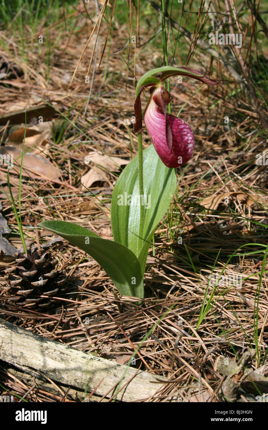 Rosa Pianella della Madonna Orchid o fiore a mocassino Cypripedium acaule USA orientale Foto Stock