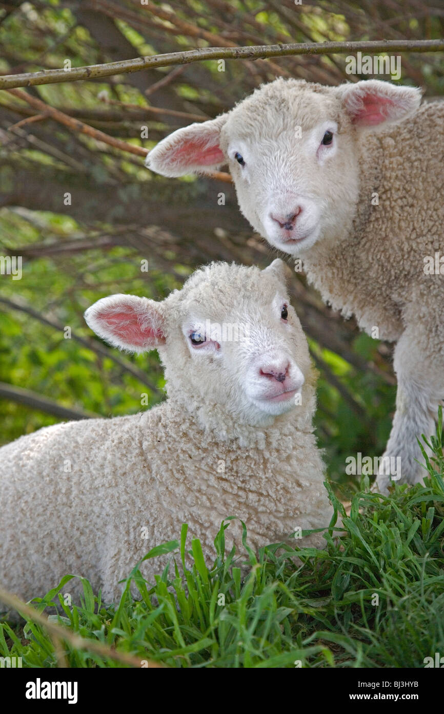 Coppia di agnelli bianchi a Abbotsbury Swannery Foto Stock