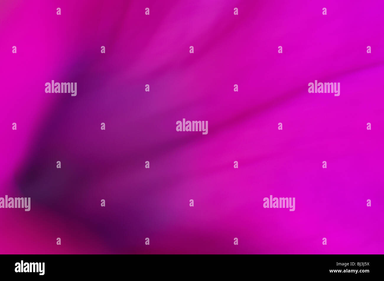 Petunia petalo di fiore Foto Stock