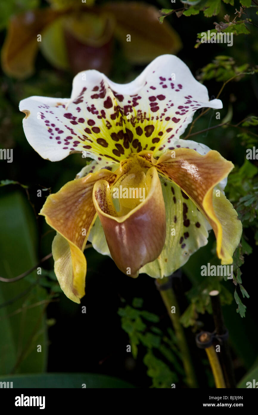 Paph Paphiopedilum orchid Foto Stock