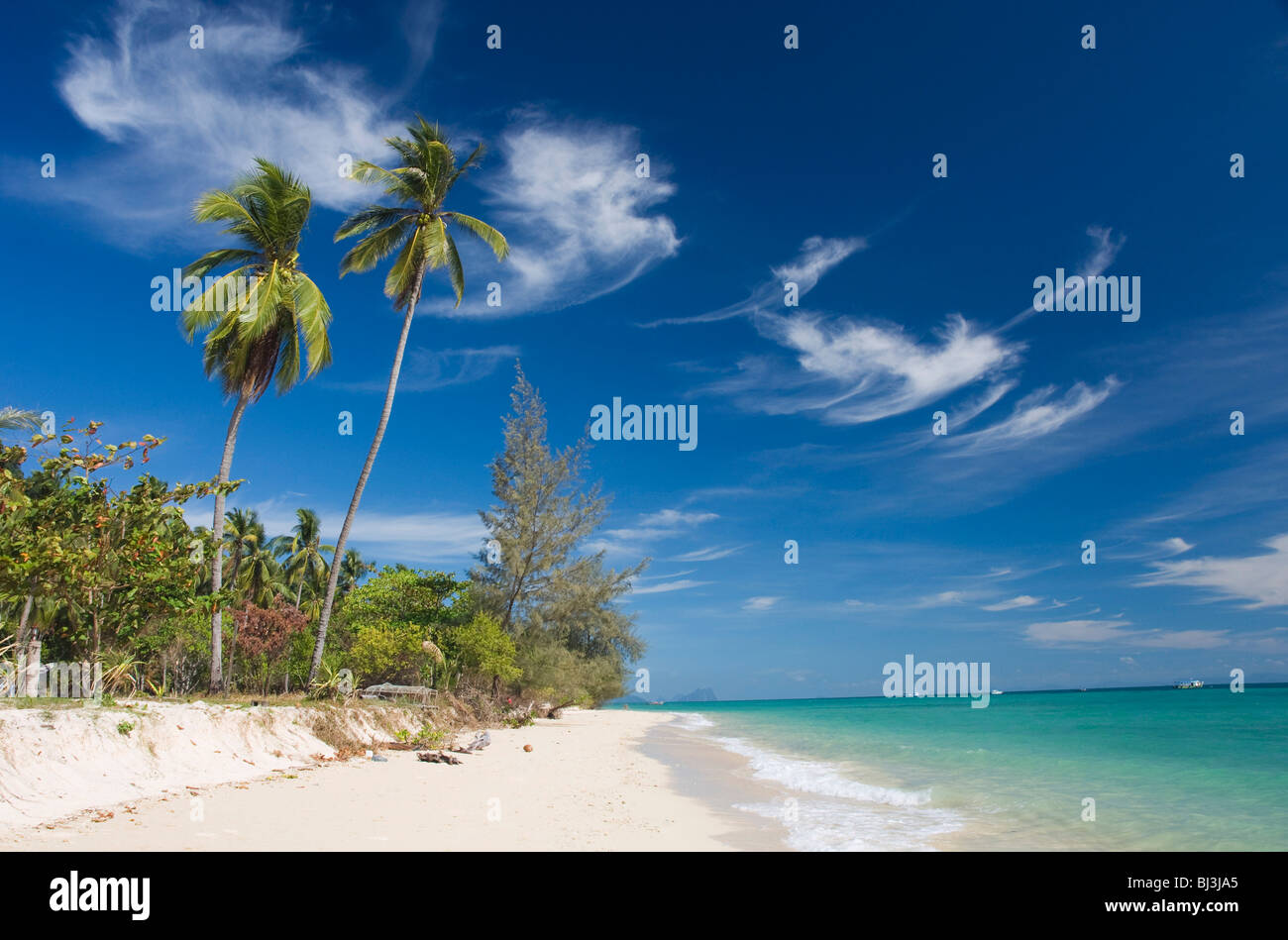 Le palme sulla spiaggia sabbiosa, Ko Hai o Koh Ngai island, Trang, Thailandia, Asia Foto Stock