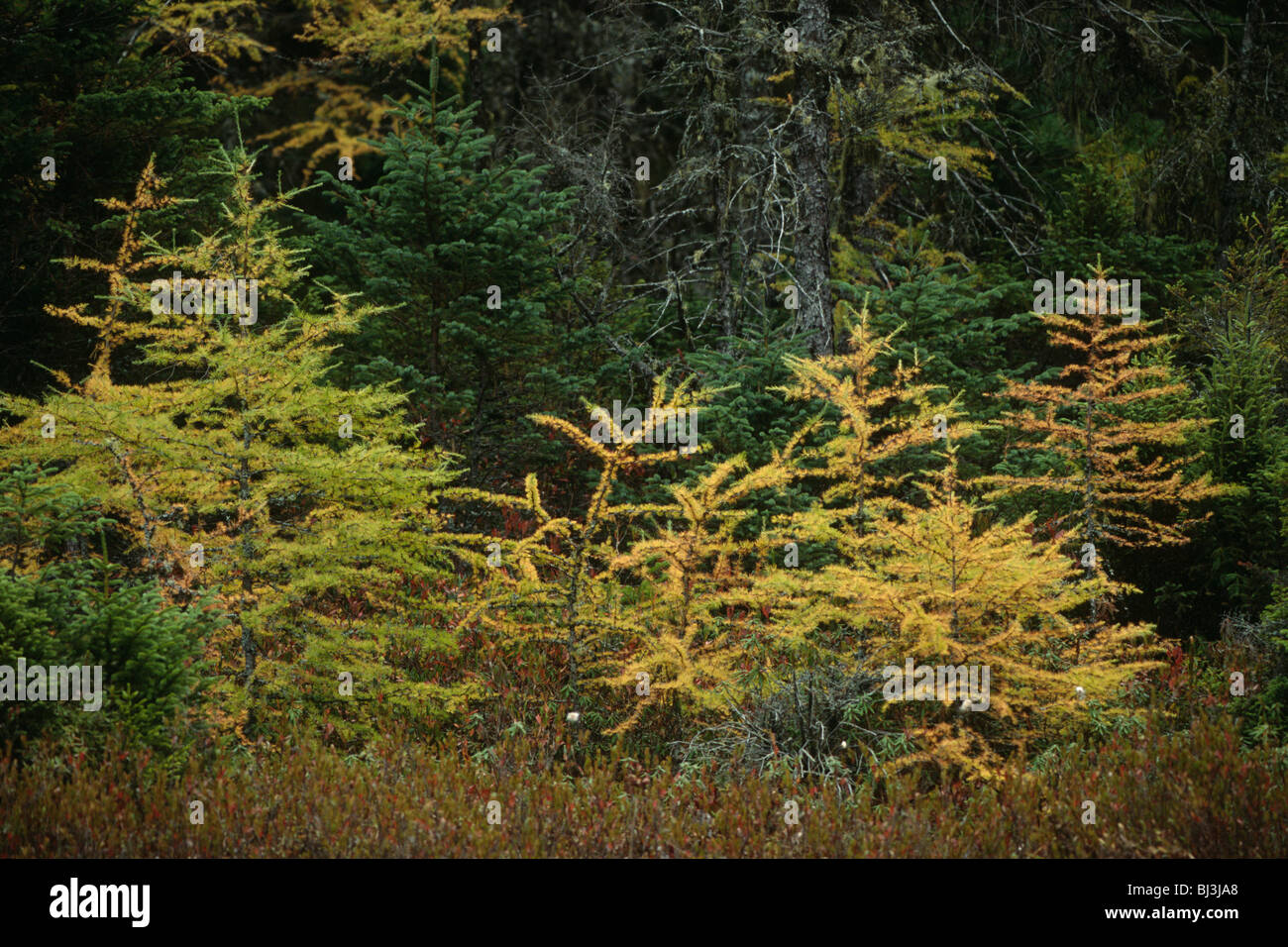 Tamarack (Larix laricina) Foto Stock