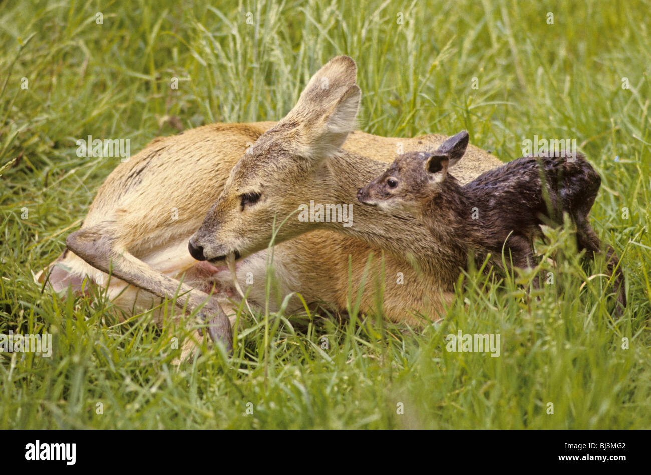 Acqua cinese Deer (Hydropotes inermis) femmina adulta, nutrirsi della placenta, con cerbiatti, England, Regno Unito, Europa Foto Stock