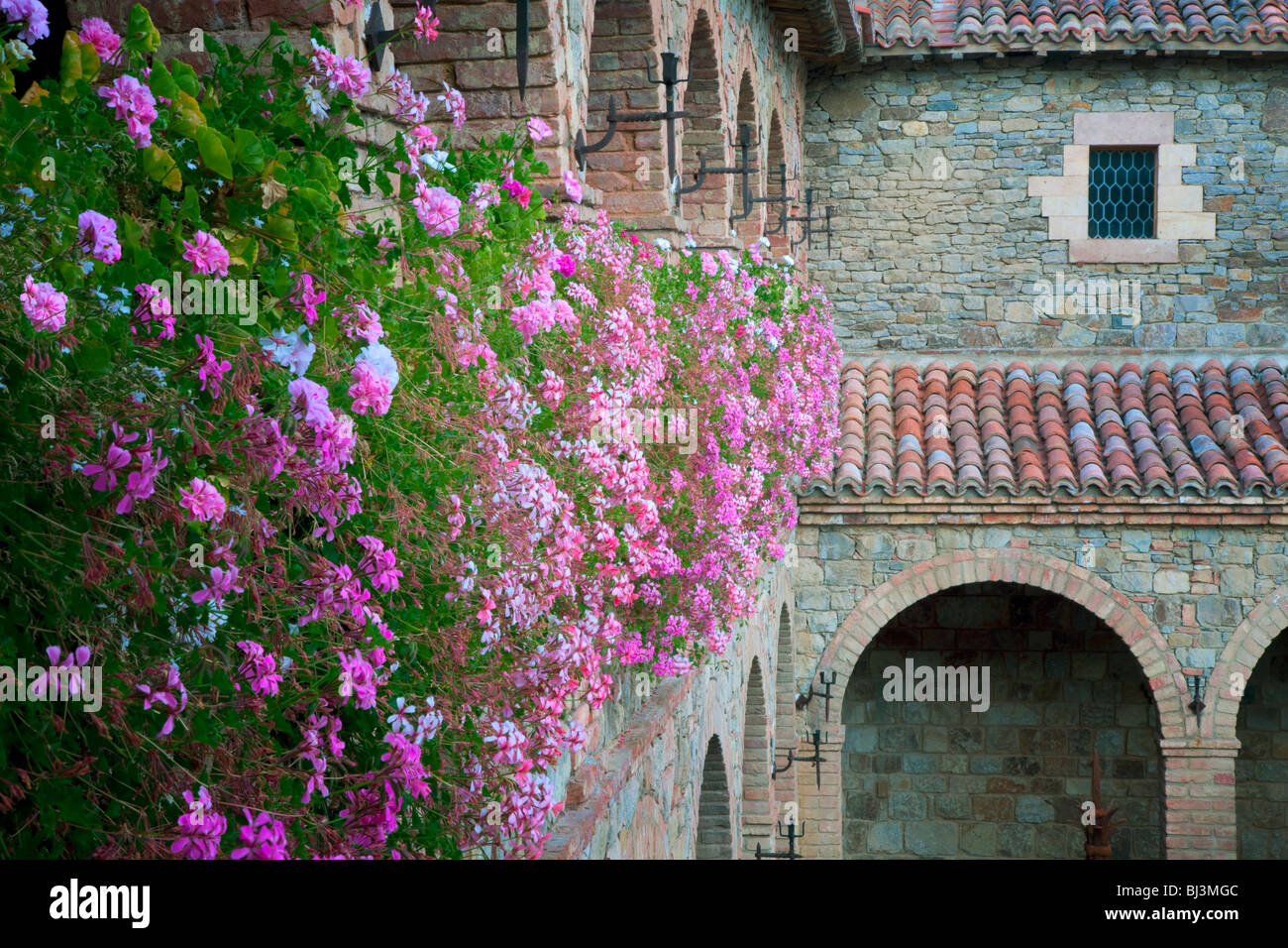Begonia fiori sul muro di castello. Castello di Amorosa. Napa Valley, California. Proprietà relased Foto Stock