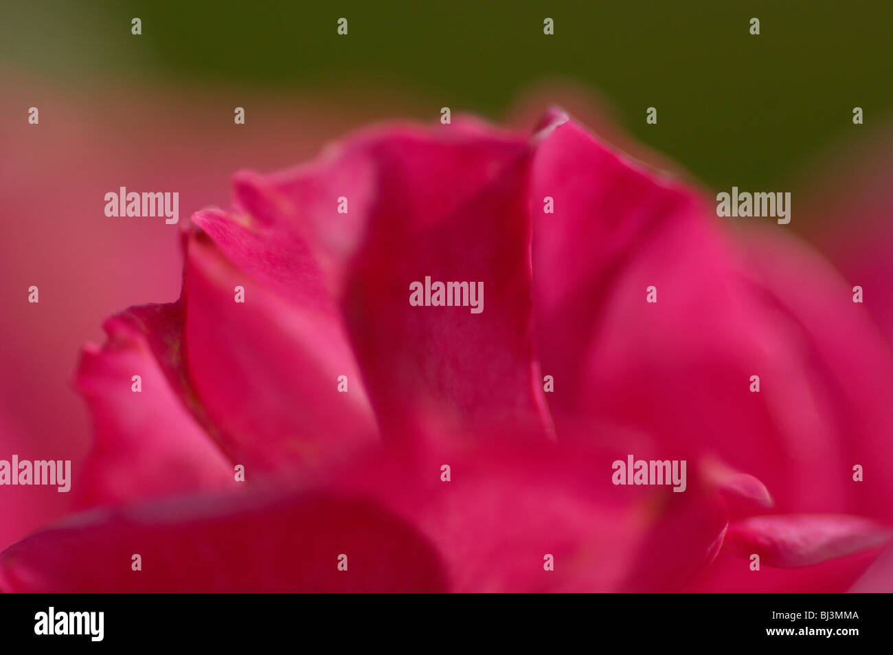 Petunia petalo di fiore Foto Stock
