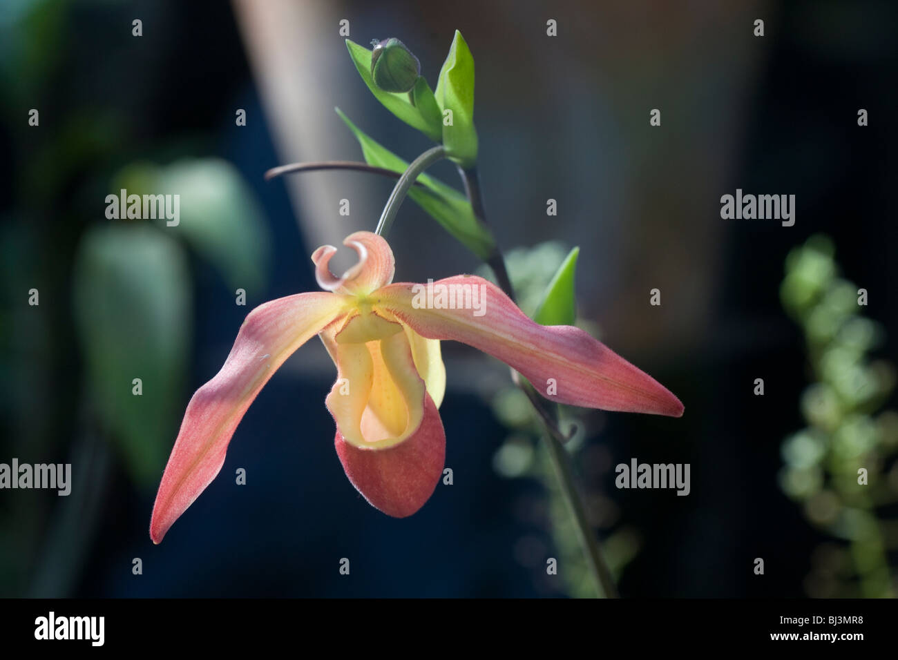 Orchidea Phragmipedium Foto Stock