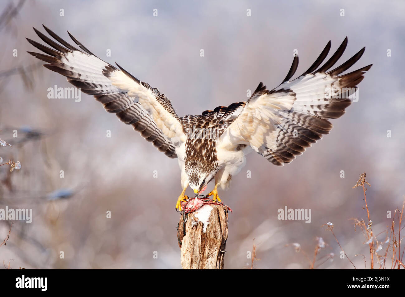Comune Poiana (Buteo buteo), alimentazione invernale, Germania Foto Stock