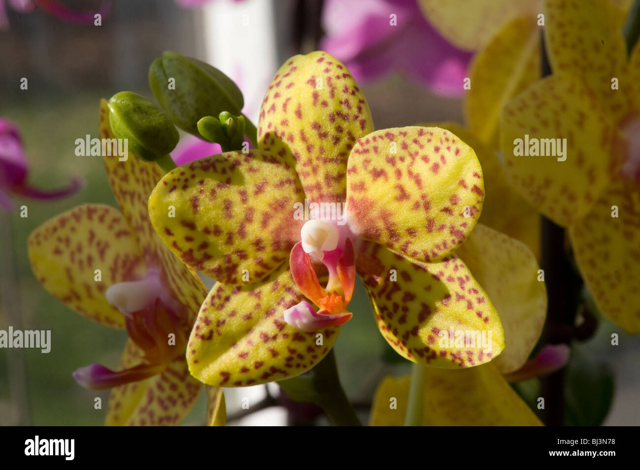 Giallo Phalaenopsis orchidee con macchie phal Foto Stock