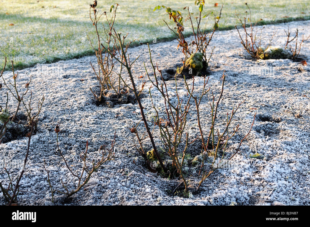 Coperto di brina coprire trasformata per forte gradiente rose aiuola giardino d inverno condizioni difficili Foto Stock