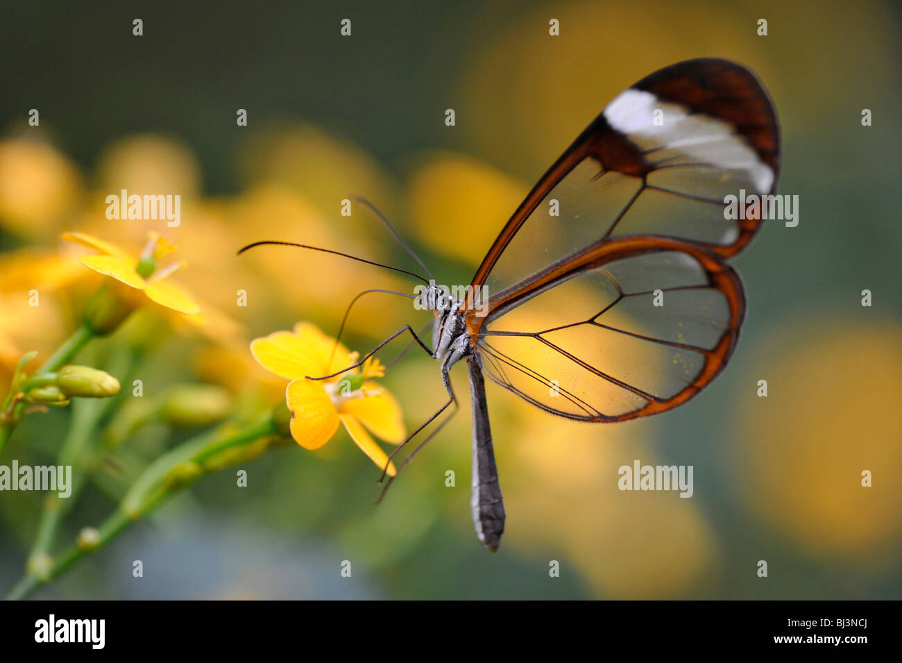 Anta vetro butterfly (Greta oto), Sud America Foto Stock