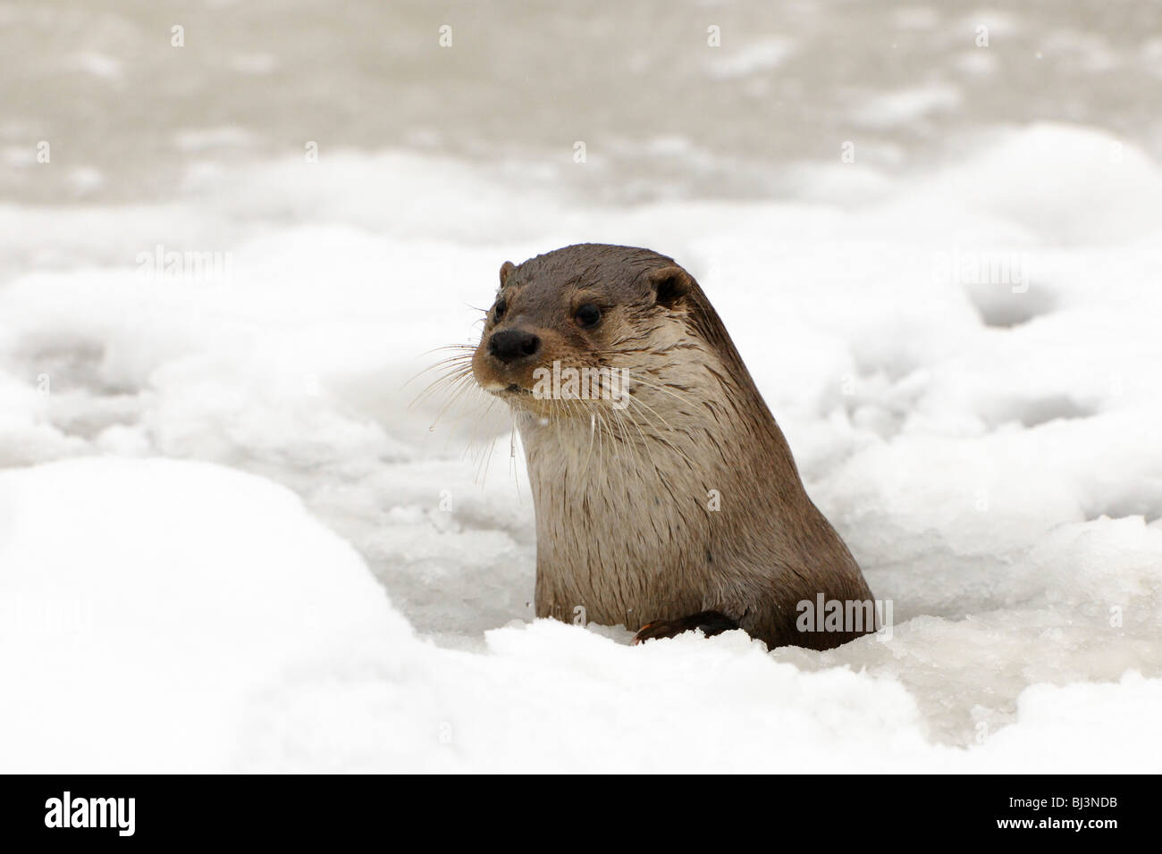 Lontra (Lutra lutra) guardando fuori il suo foro per la respirazione in un  lago ghiacciato Foto stock - Alamy