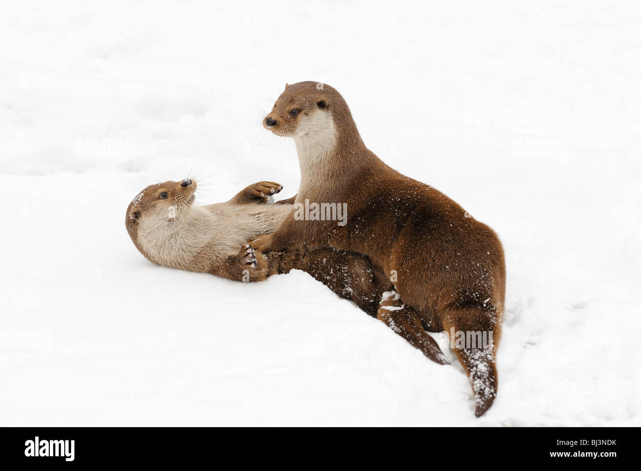 Lontra (Lutra lutra) giocare nella neve Foto Stock