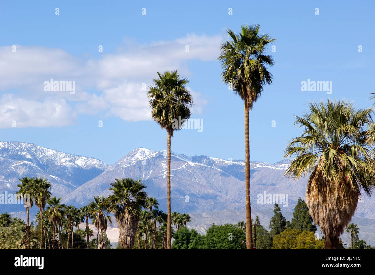 Palme e neve sulle montagne in Palm Springs, California Foto Stock