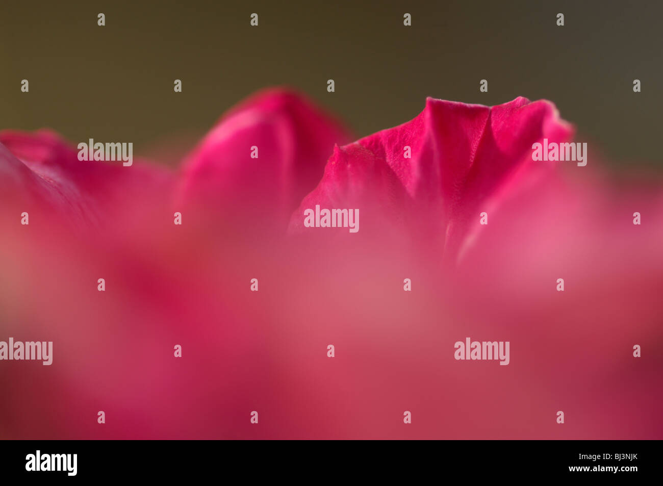 Petunia petalo di fiore Foto Stock