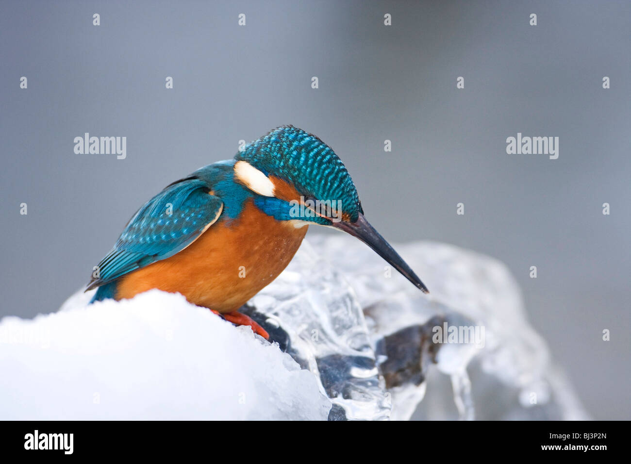 Common Kingfisher (Alcedo atthis) in inverno su un pesce persico, Germania Foto Stock
