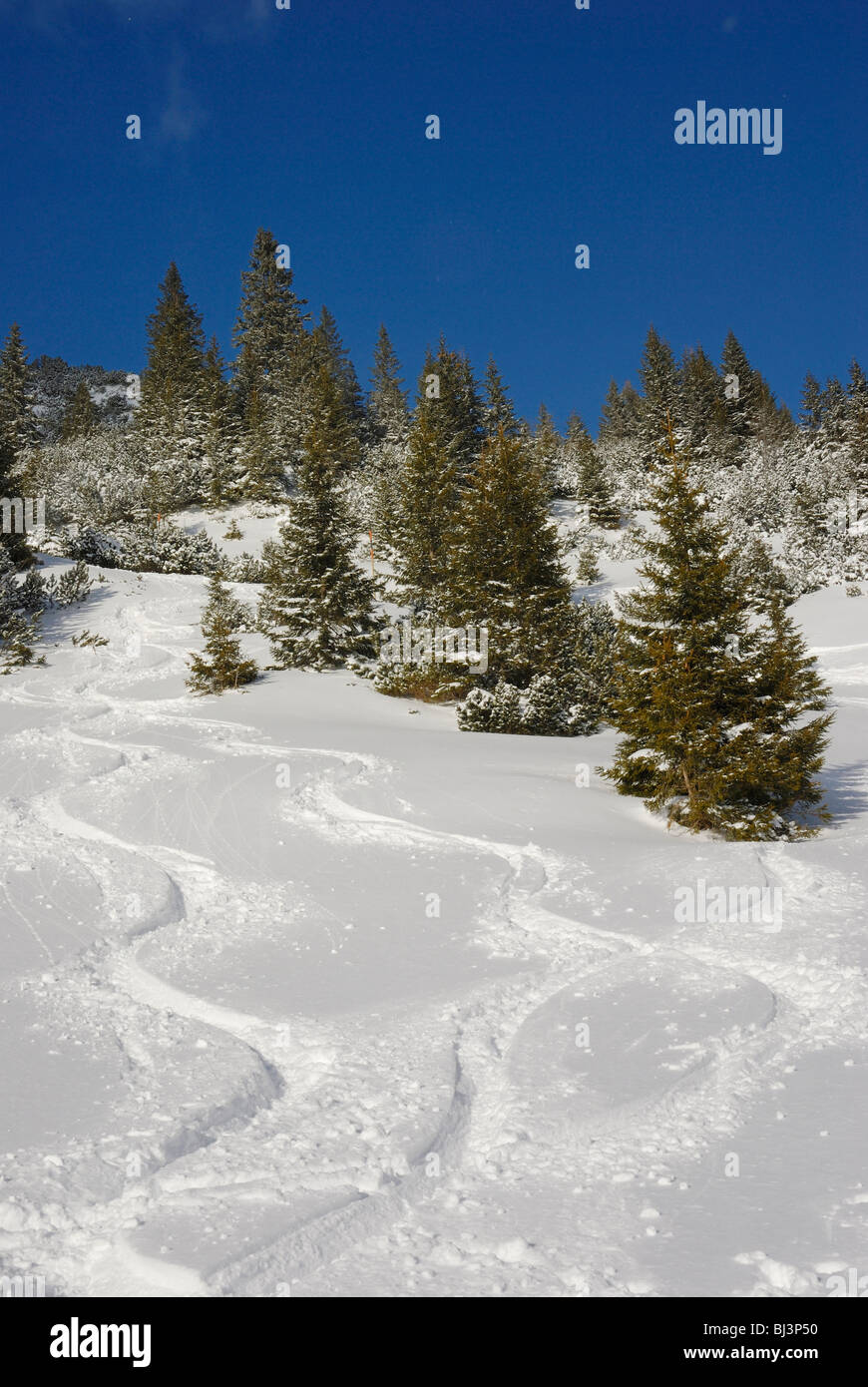 Piste da sci nella neve profonda attraverso una foresta di abeti rossi Norvegia (Picea abies), Sudelfeld, prealpi bavaresi, Baviera, Germania, UE Foto Stock