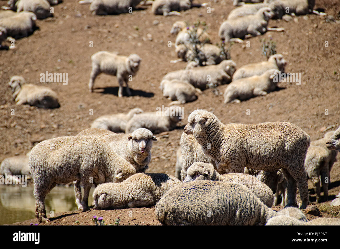 Pascolo di pecore siccità ha colpito Land Outback Australia // OUTBACK, Australia — pascolo di pecore su terreni arroccati e sterili in una fattoria in Australia rurale colpita dalla siccità. L'arido paesaggio, con la sua terra incrinata e la vegetazione sparsa, illustra le dure condizioni in cui gli agricoltori e il bestiame si trovano ad affrontare nell'Outback australiano durante lunghi periodi di asciutto. Foto Stock
