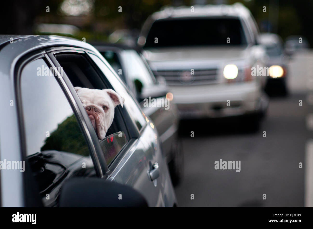 Un bulldog appare e funziona come un cane da guardia del peering curiosamente dal finestrino di una macchina nel traffico su autostrada. Foto Stock