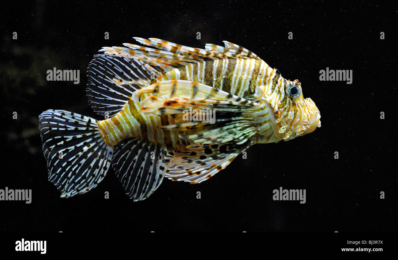 Leone Rosso (pterois volitans), Indo-pacifico Foto Stock