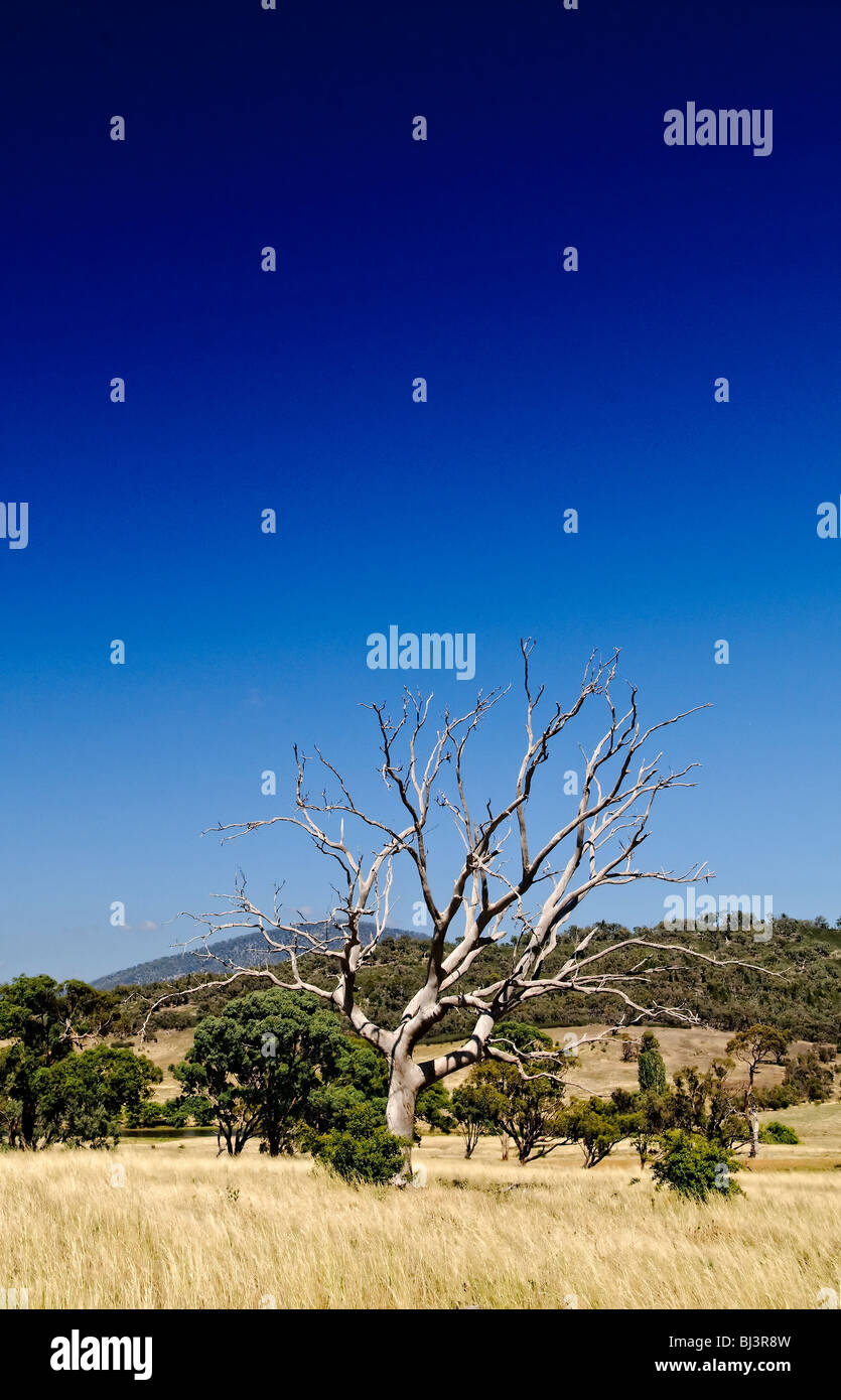 Un solitario albero morto nell'outback australiano con un profondo cielo blu e copyspace Foto Stock