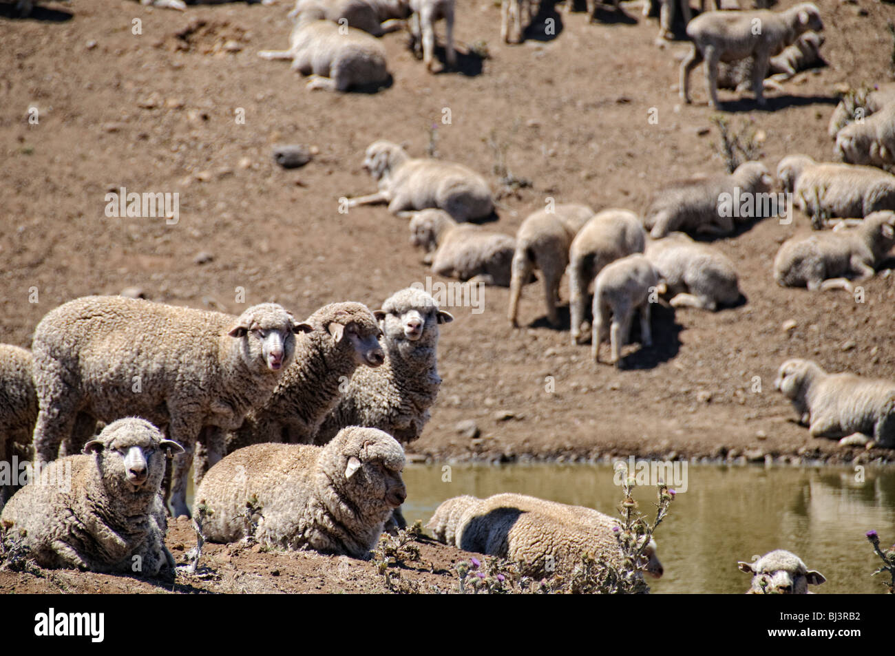 Pascolo di pecore siccità ha colpito Land Outback Australia // OUTBACK, Australia — pascolo di pecore su terreni arroccati e sterili in una fattoria in Australia rurale colpita dalla siccità. L'arido paesaggio, con la sua terra incrinata e la vegetazione sparsa, illustra le dure condizioni in cui gli agricoltori e il bestiame si trovano ad affrontare nell'Outback australiano durante lunghi periodi di asciutto. Foto Stock