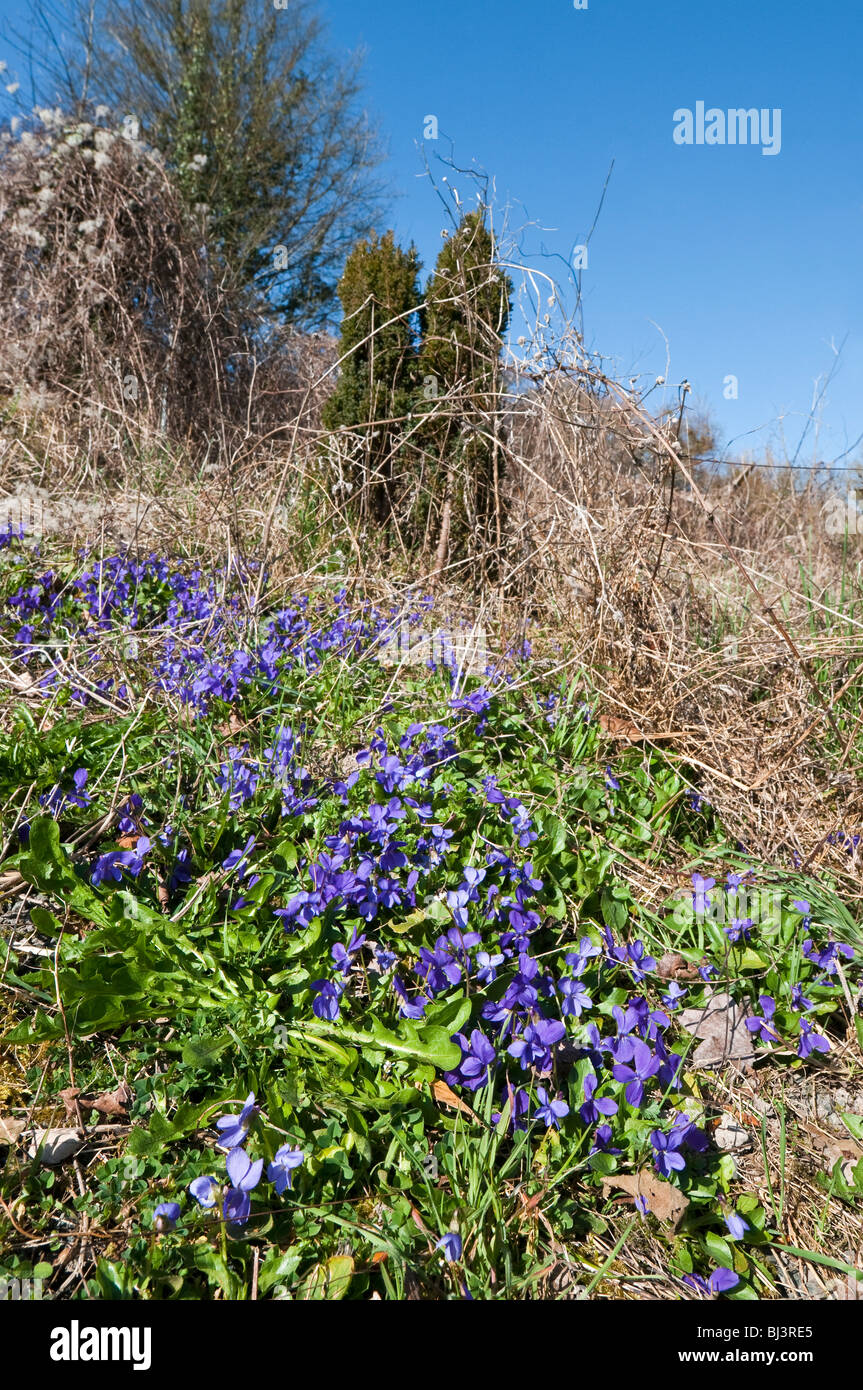 Dolce viola / Viola odorata - Francia. Foto Stock
