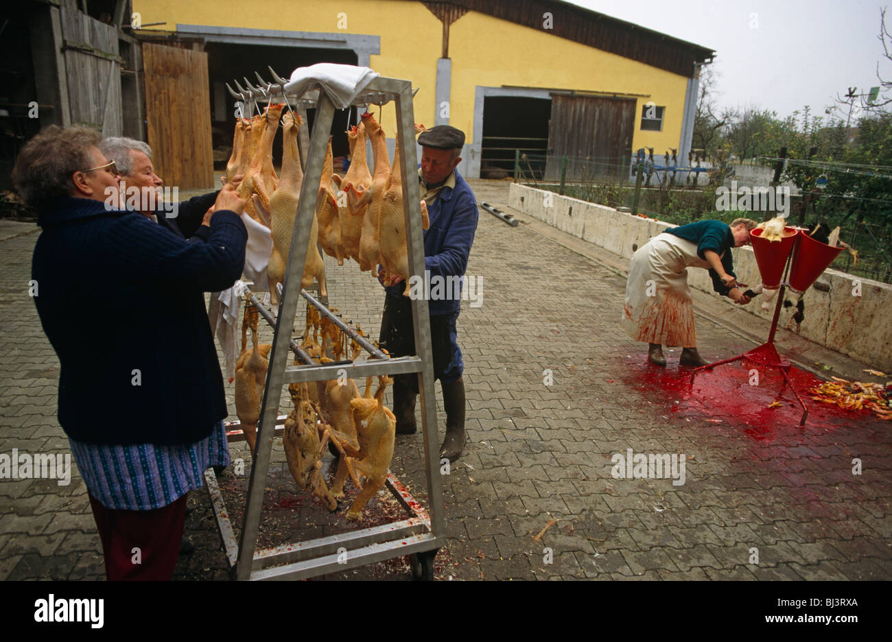 La famiglia Kessler macellare gli animali di una fattoria dove essi sollevano force-fed anatre per la produzione di foie gras. Foto Stock