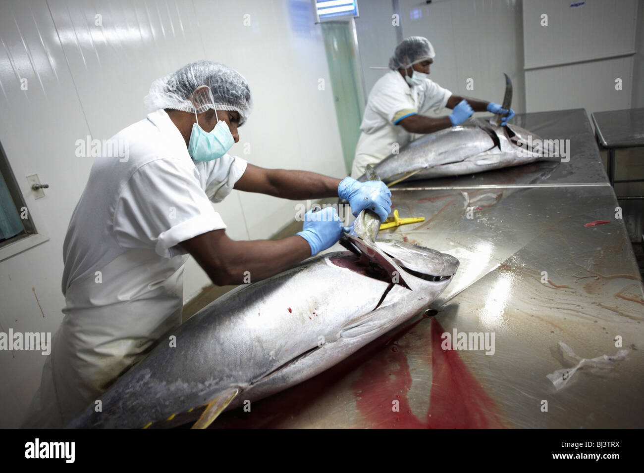 Ex pescatori dello tsunami elaborazione pinna gialla tonno al Cyprea alimenti marini standard UE fabbrica a Himmafushi Repubblica delle Maldive Foto Stock