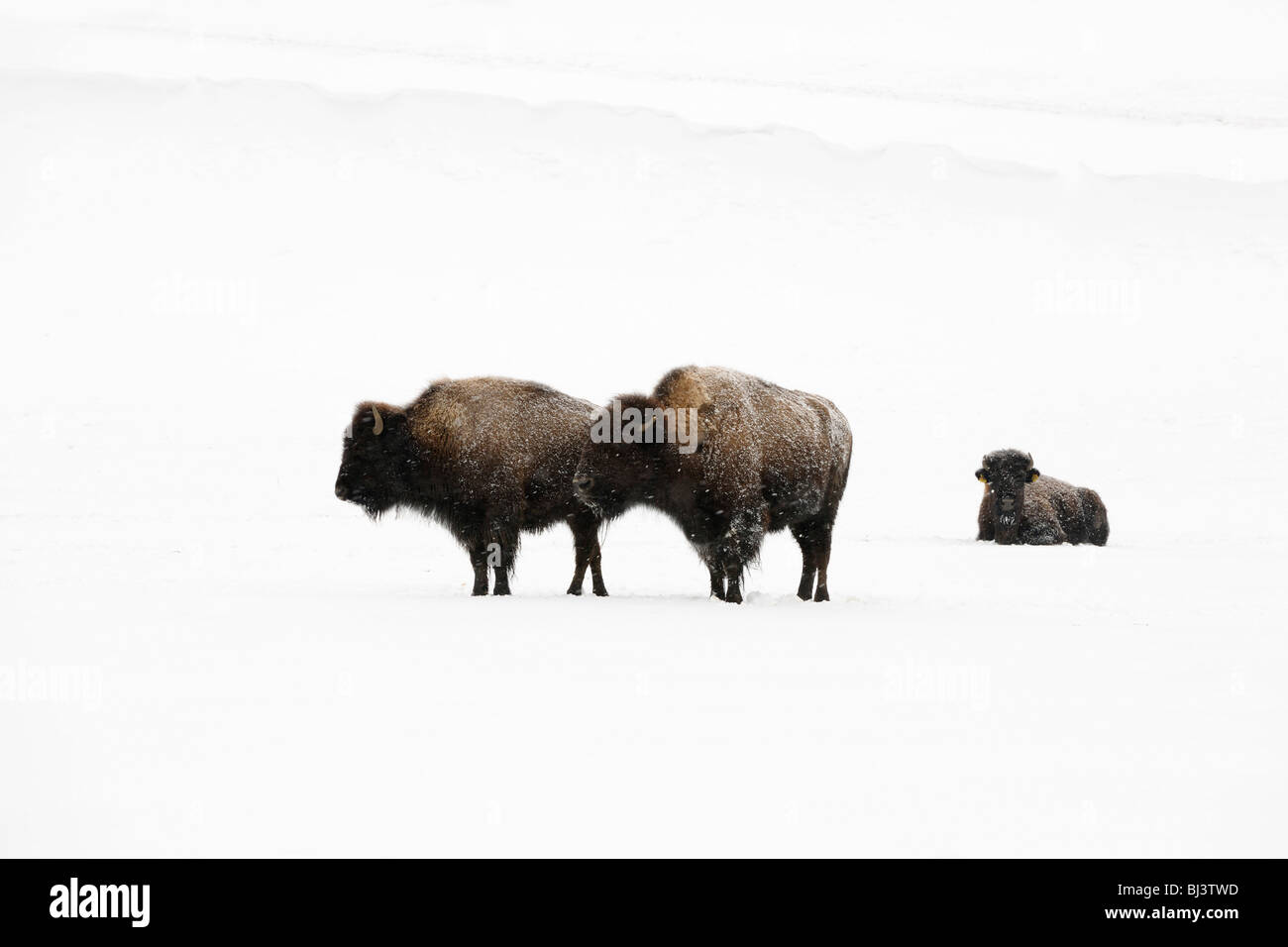 Bisonti americani (Bison bison) in inverno Foto Stock